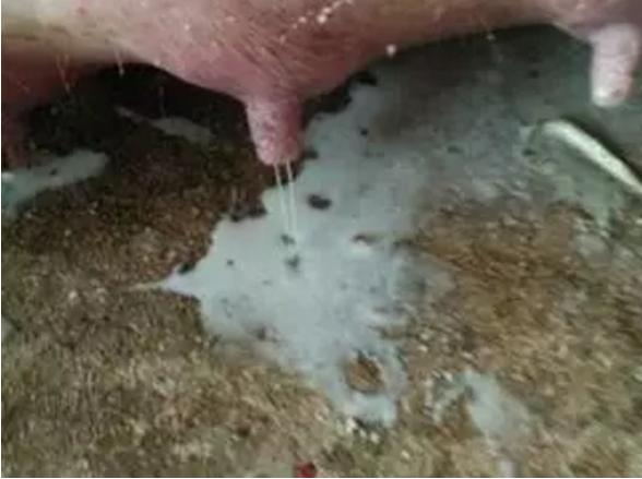母猪产后无乳催乳方法,母猪产后无奶用什么方法最好