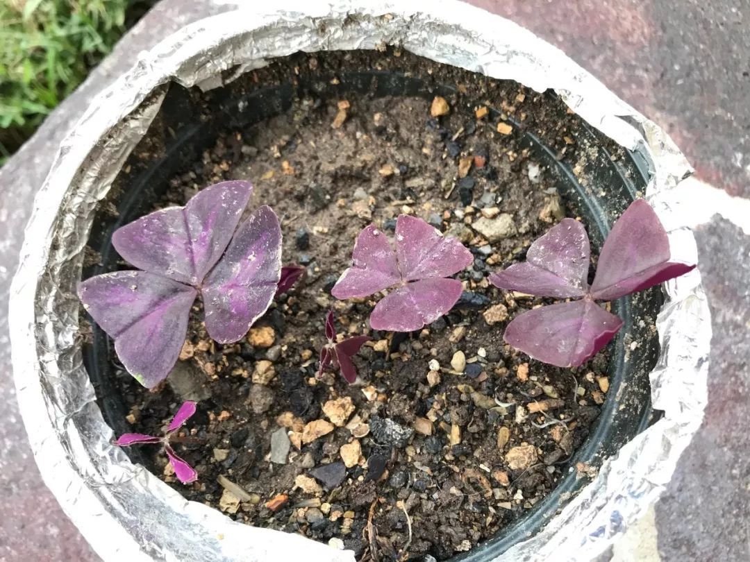 紫色幸运草的盆栽方法什么季节种,紫色幸运草块茎怎么种