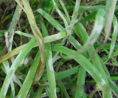 韭菜得灰霉病怎么办,韭菜白点灰霉病发病原因