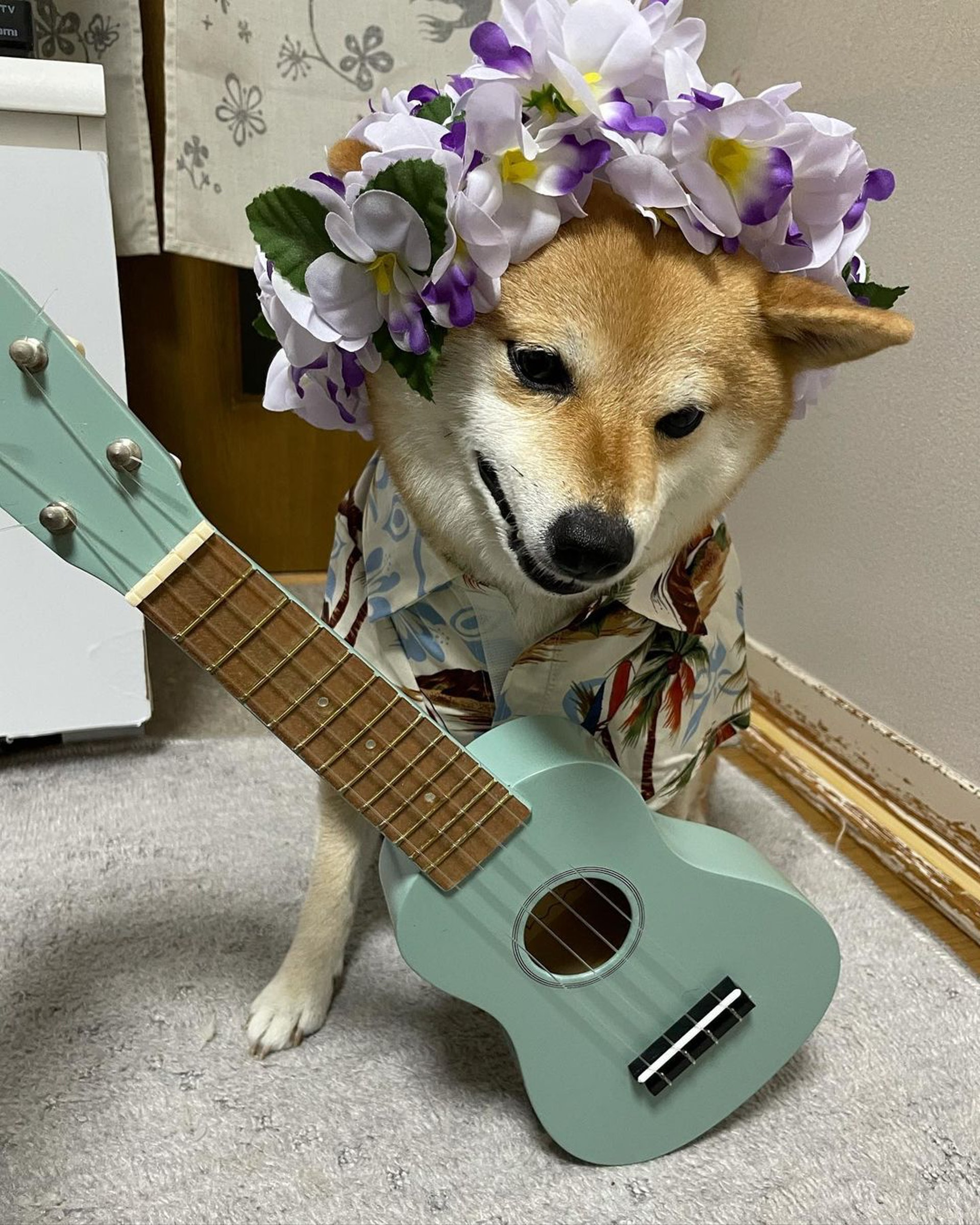 被砖头压住了！影帝柴犬超入戏25个连自己也骗倒的瞬间