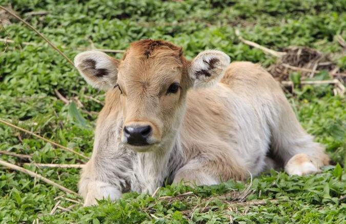 十大珍稀皮料,珍稀皮革