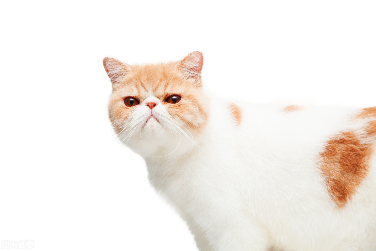 猫拉尿拉不出,猫导尿后又尿不出