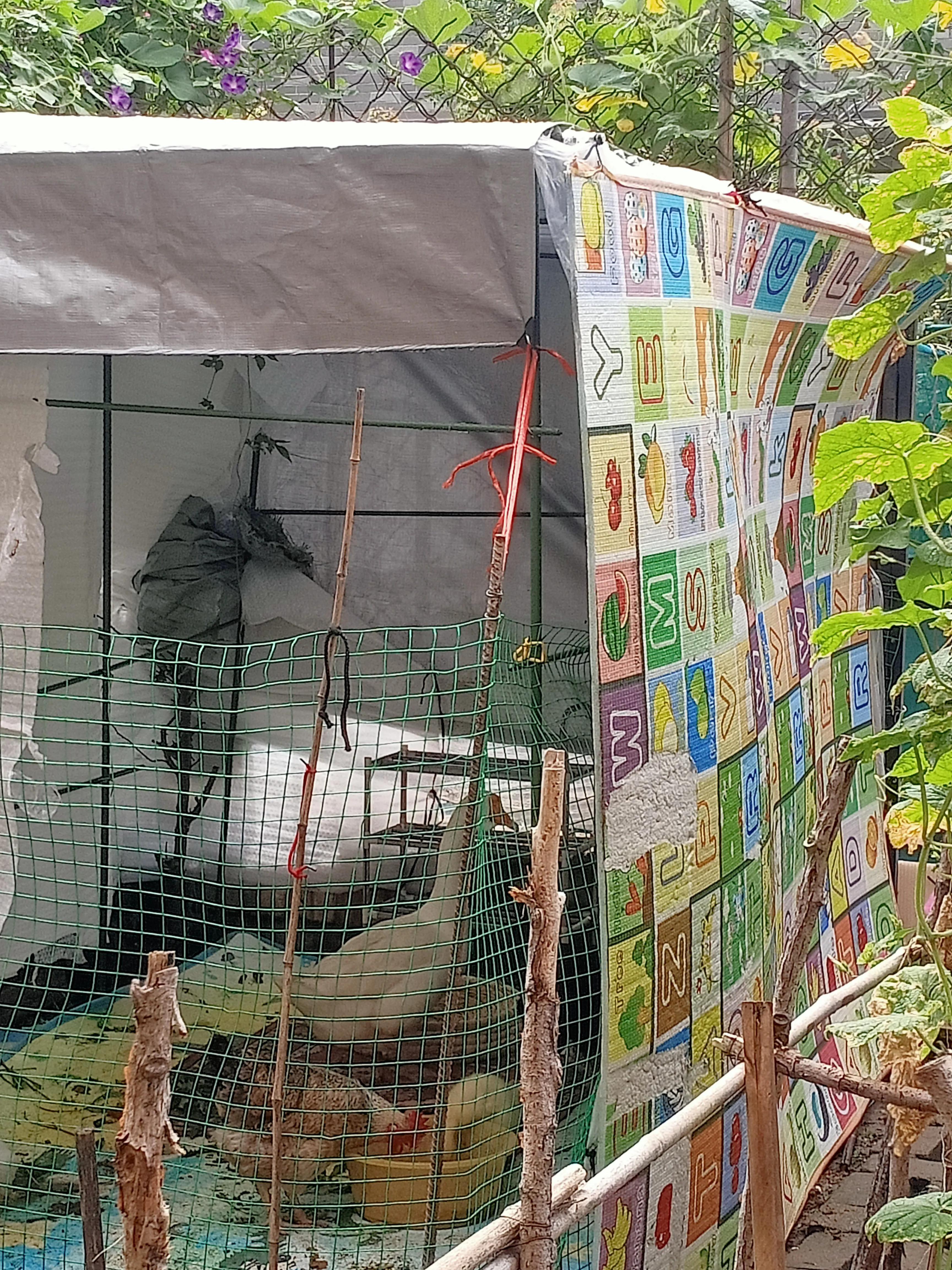 小花鸡丢了电视剧,小母鸡不见了