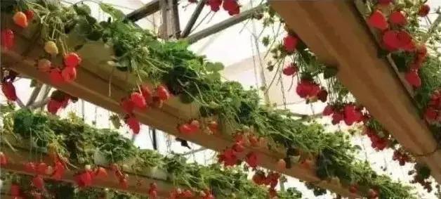 以色列水肥一体化,以色列高科技农业水肥一体化