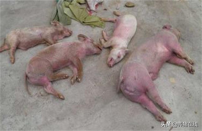 哺乳仔猪全身发红不吃食,仔猪拉稀发红怎么治