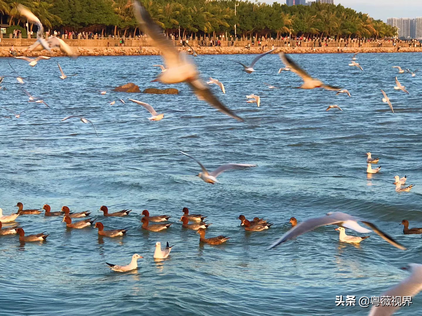 乘着地铁看海,乘地铁逛深圳