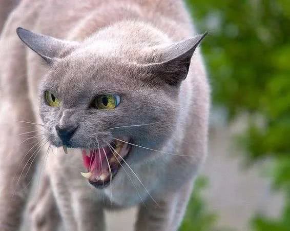中华田园猫黑猫绿眼,中国田园猫咪黑猫