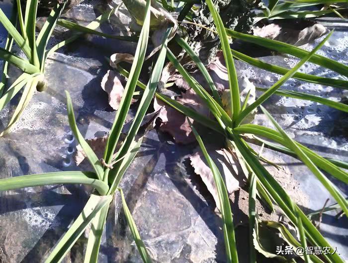 春季大蒜苗长得太旺影响产蒜头吗,栽蒜的大蒜苗发黄是什么原因