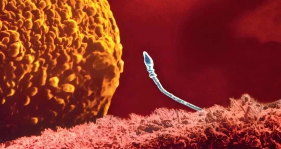 是否受孕成功有什么前兆,受孕成功10天可以提前阻止吗