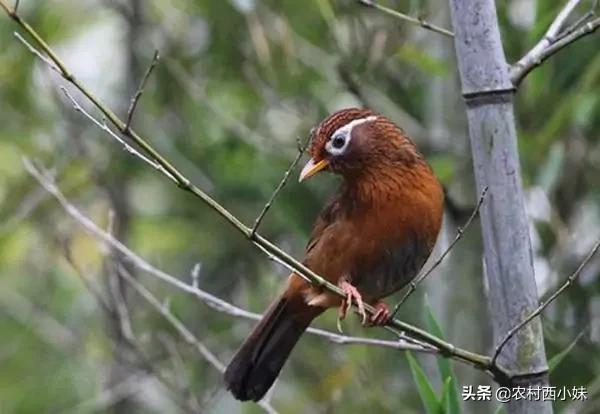 鸟类维生素e缺乏,小鸟缺少维生素e