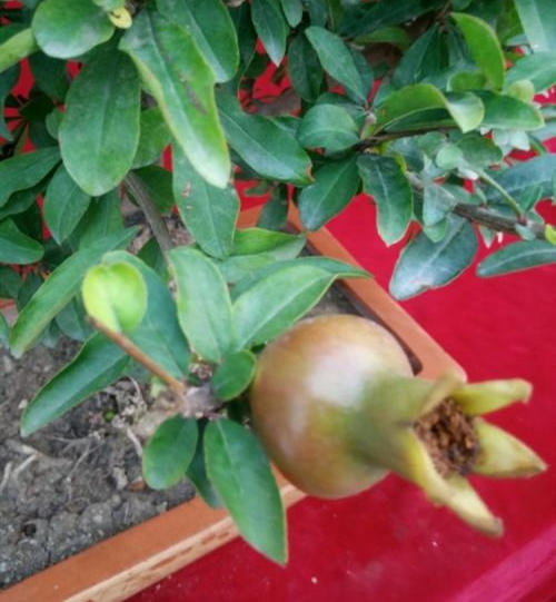 除了石榴还有什么象征多子多福,石榴代表多子多福桃子代表什么