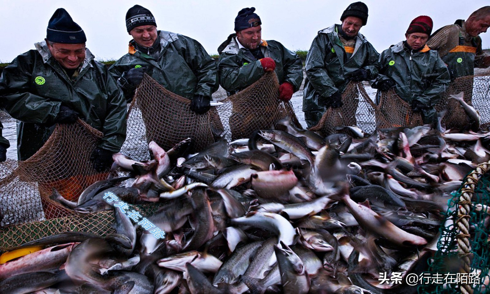 海参崴的渔业资源：挨枪子也要非法捕捞，一次利润数万元