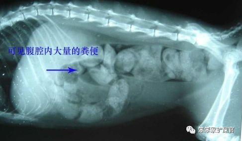 猫咪便秘导致巨结肠可以自愈吗,猫咪巨结肠症肚子会很大很胀吗
