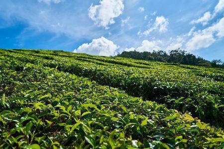 中国十大名茶是哪一些茶,我国各种名茶的代表地方