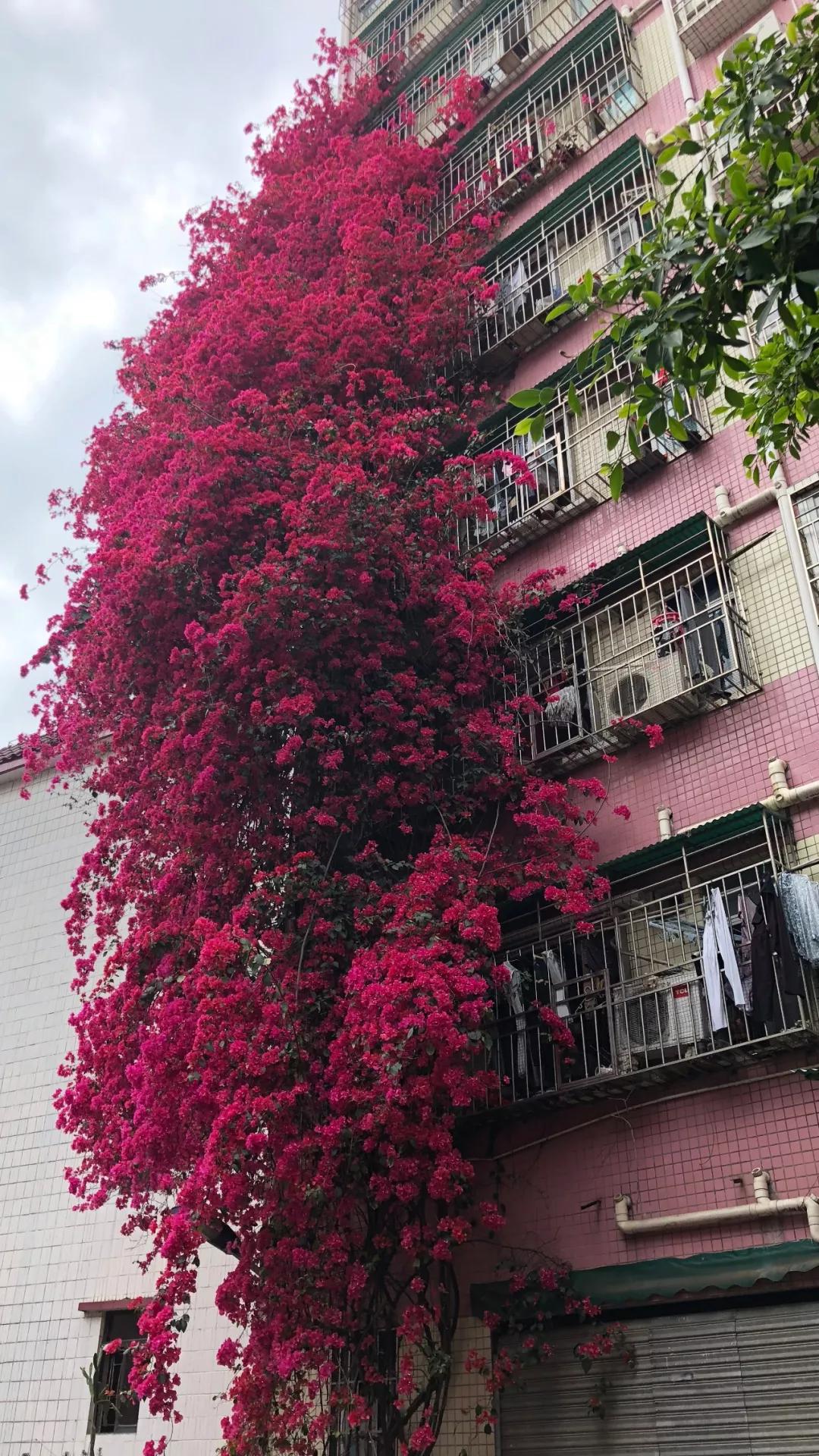 3种极品爬墙花30天爬满庭院,多季开花的爬墙花卉哪些最好养