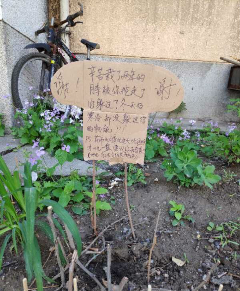 花园养的花被人偷去了好吗,养了几年的花被人偷了