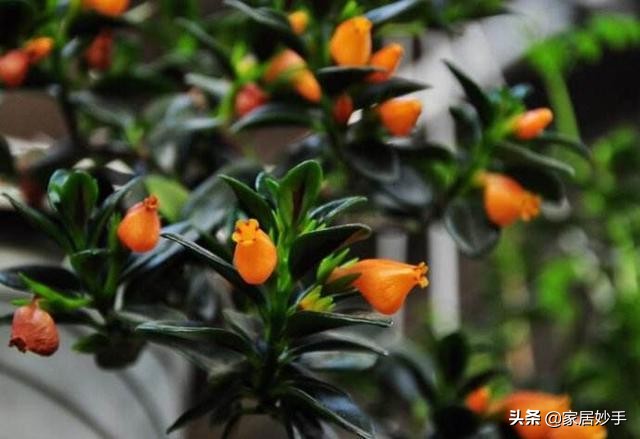 金鱼吊兰的养护方法几天浇一次水,春季金鱼吊兰怎么养才能更旺盛