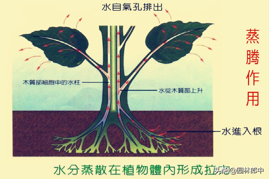 苗木回芽如何补救,苗木枯死部位如何处理