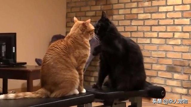 流浪猫怎么和狗和睦相处,流浪猫和流浪狗是怎么出现