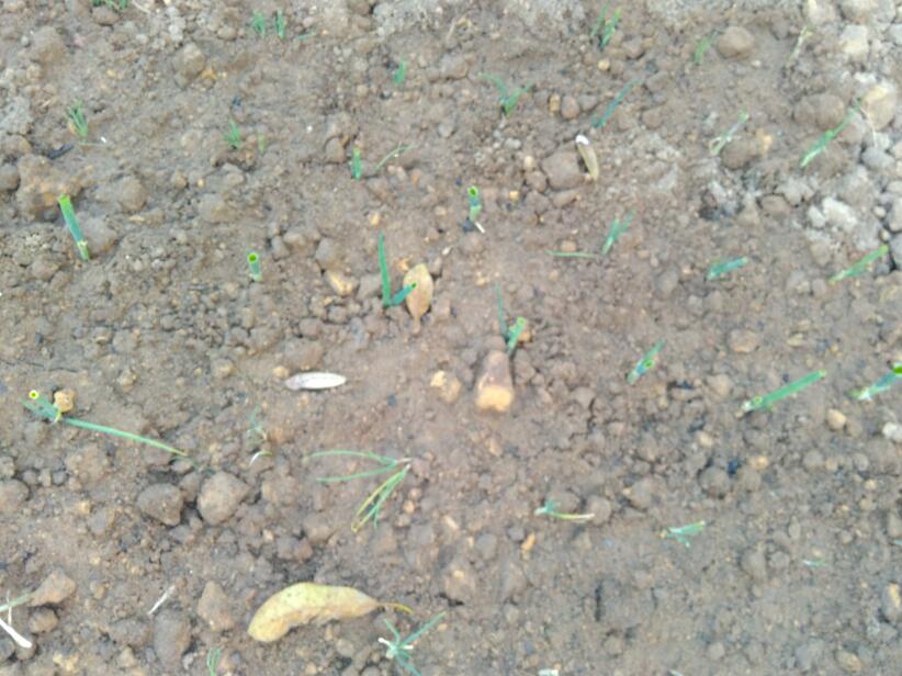 土壤中蒜苗需要把它全部盖住吗,大矿泉水瓶蒜苗土壤种植方法