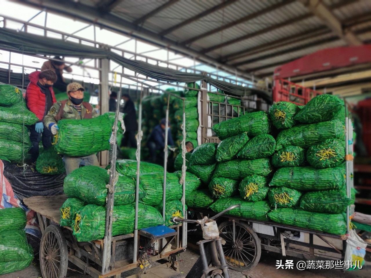 今日上海江桥带壳鲜蚕豆批发价,上海江桥蔬菜批发市场运输蚕豆