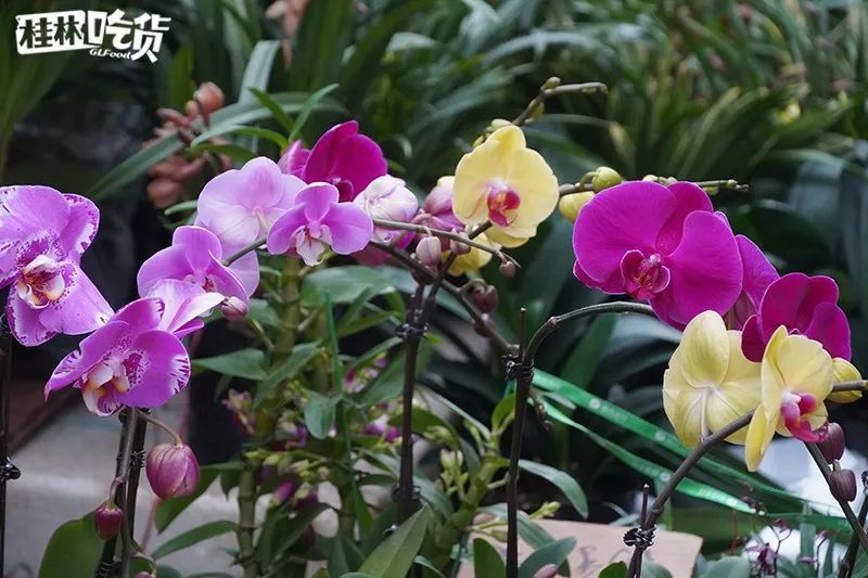 桂林市春节年货一条街,桂林有哪些年货市场