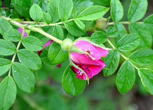 鐪熷亣鍏富浣犺兘鍒嗚鲸寰楀嚭鏉ュ悧,鑻卞浗濂崇帇鐜懓