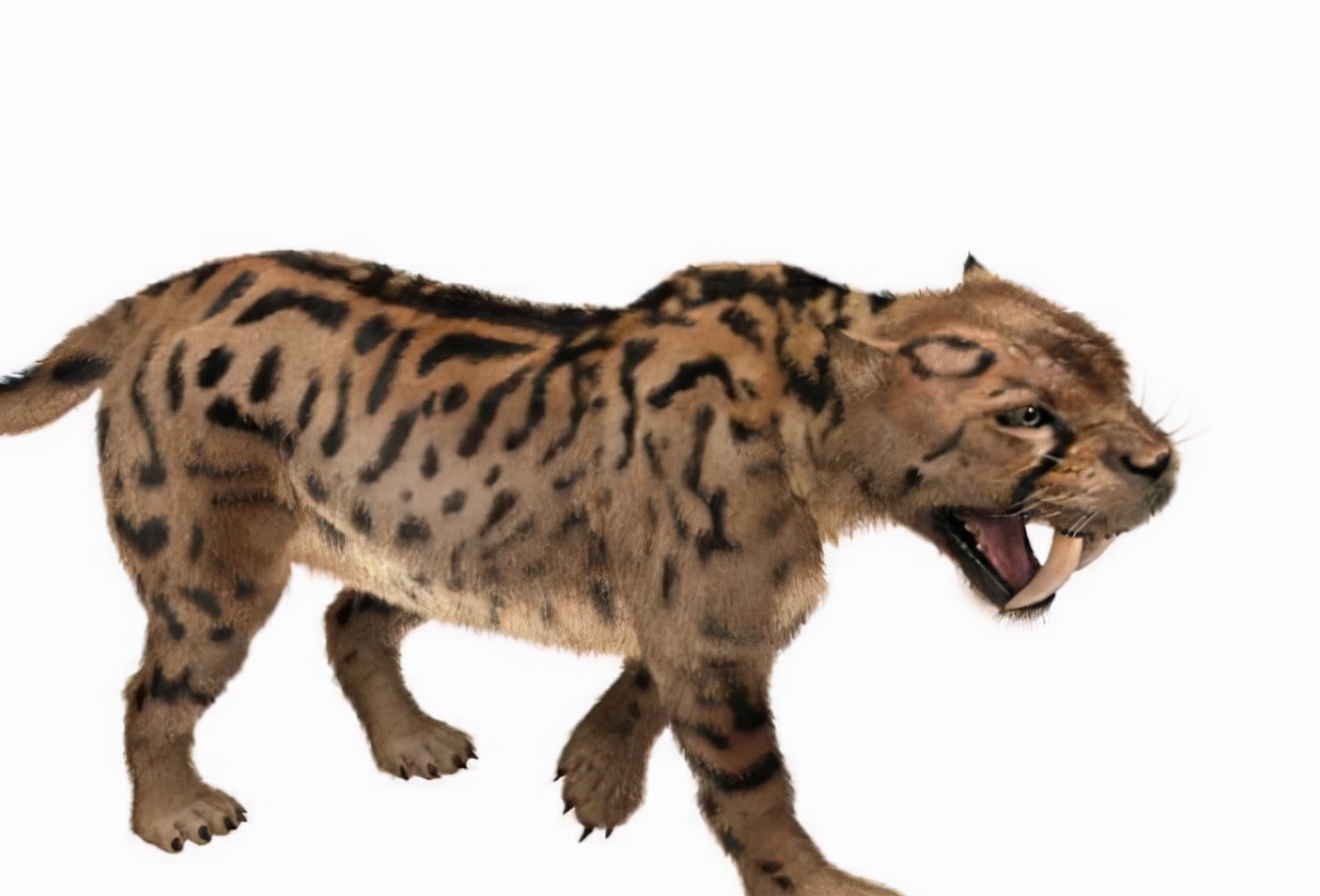 母猫交配后为什么会满地打滚，转过头攻击公猫？