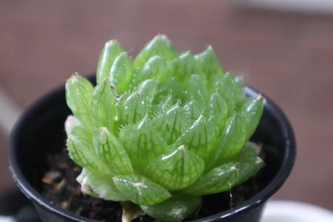 适合南方比较好养的12款多肉,养一年就开花的多肉品种