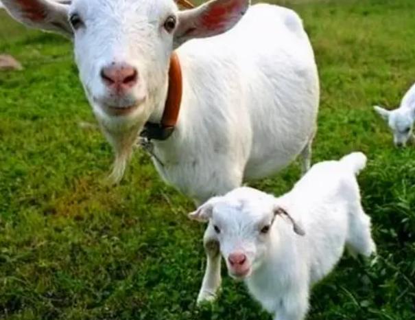 母羊产后几天都不吃食怎么办,母羊产后精神不振不吃食怎么办