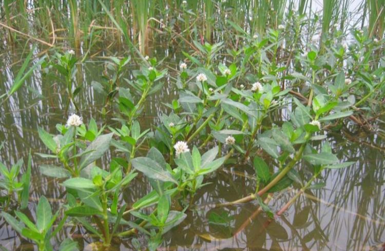 38种常见入侵植物花朵,38种疯狂的入侵植物