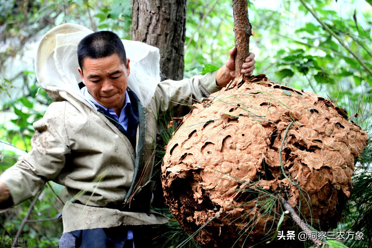 蜜蜂养殖方法与技巧,蜜蜂养殖方法技术大全