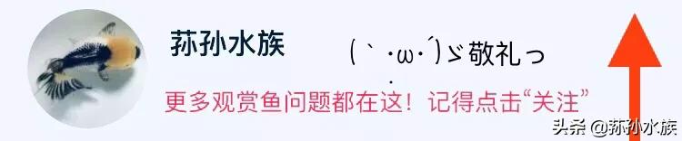 白写锦鲤选购,蝴蝶锦鲤选购