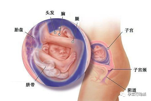 孕期记录18周,孕期周刊27周