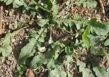 一种野菜治一种病，还能养颜瘦下10斤！为了家人，赶紧收藏！