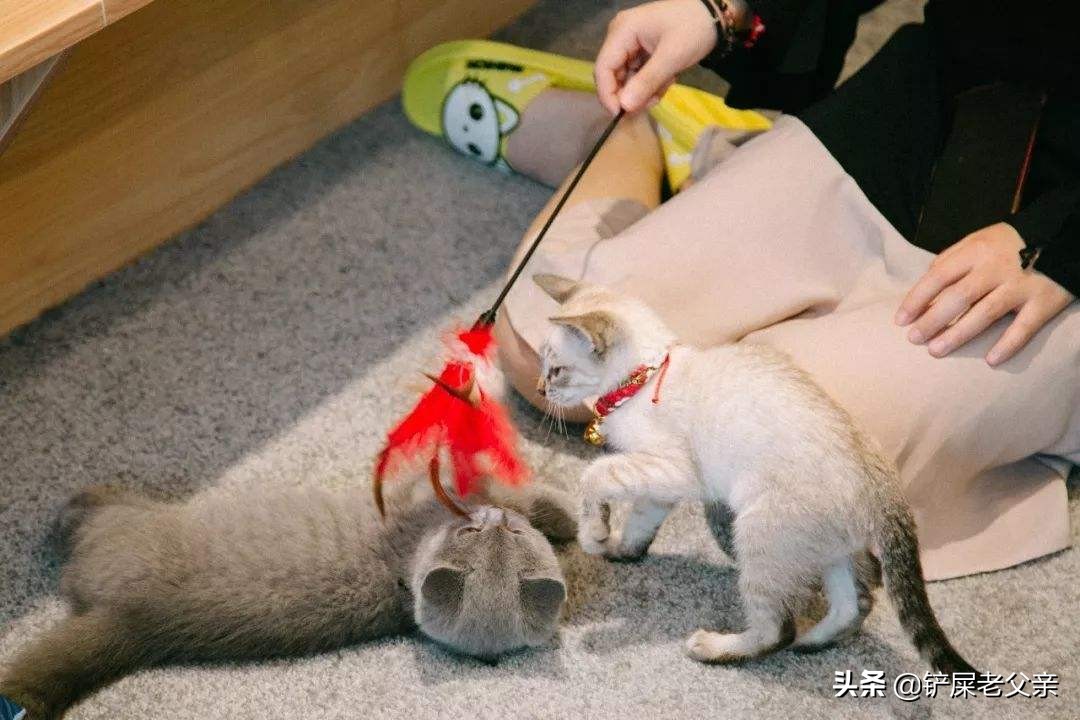 主人一有风吹草动猫就吓得四处窜逃，生活里该如何帮猫保持淡定