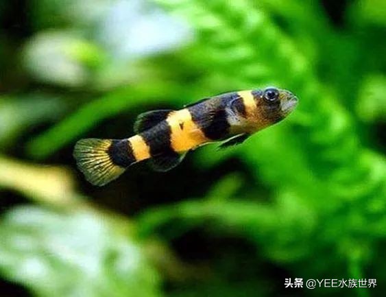 小蜜蜂鱼的饲养方法,养黄蜂鱼的正确方法