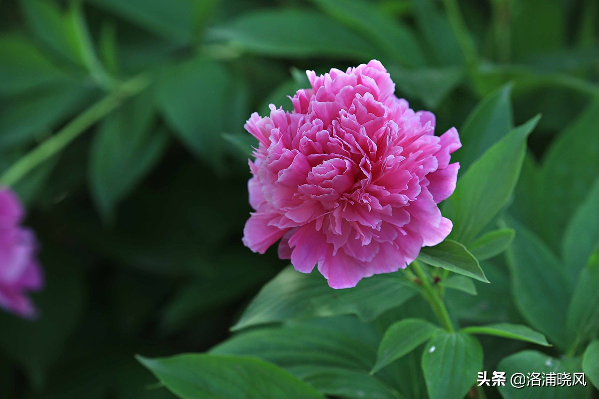 大院绿化的回忆——顺便看看院里的芍药定个究竟有多少种？