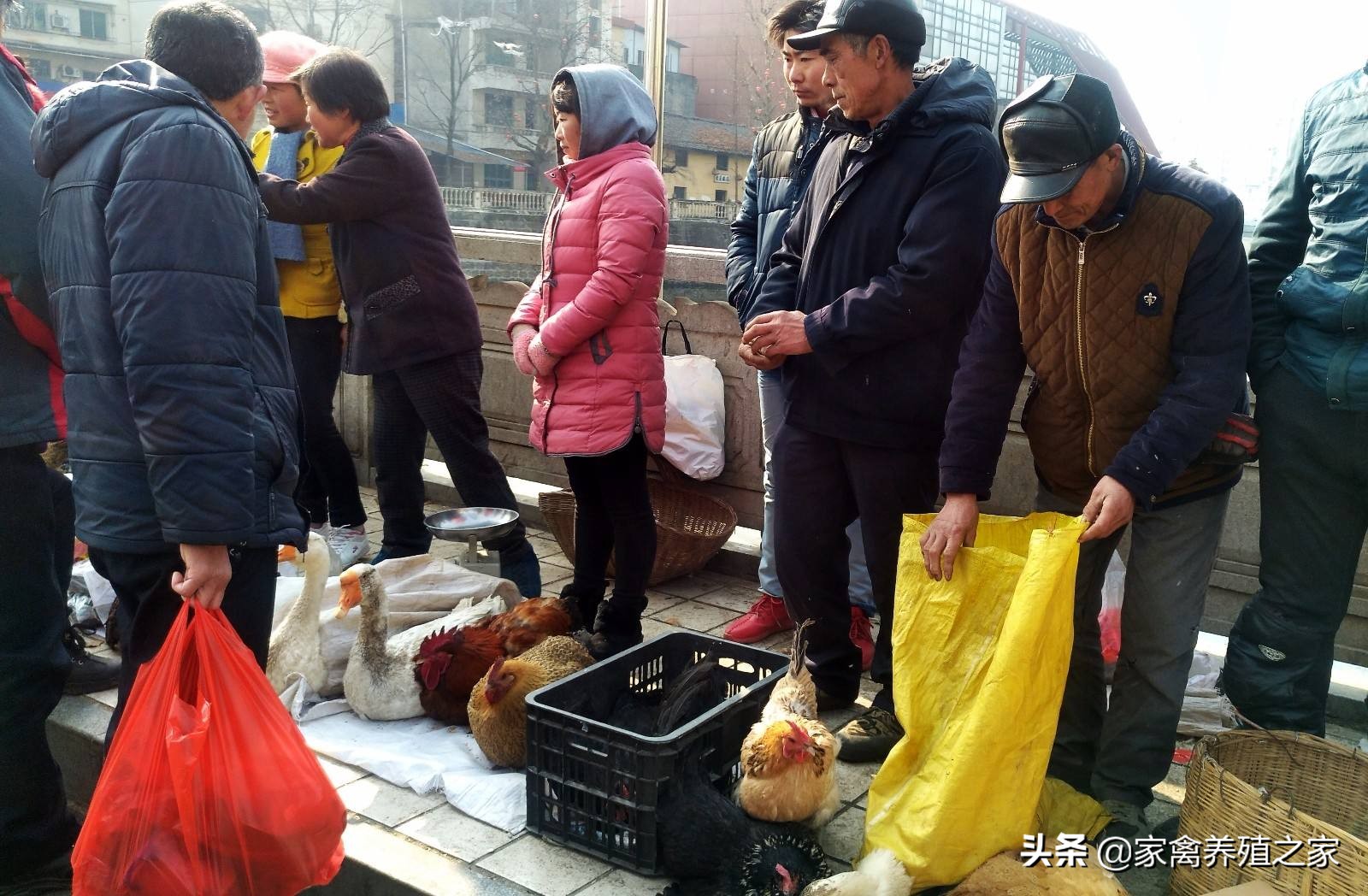 销售土鸡的正宗方法,卖一个土鸡一年赚多少钱