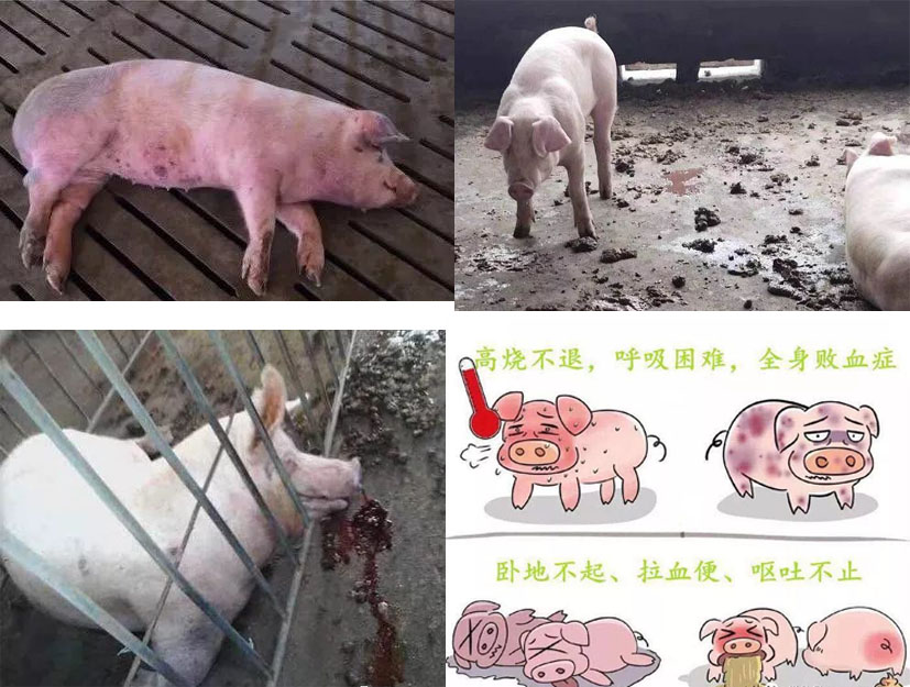 《抗非战略如何布置，分期治疗是关键》——深度剖析