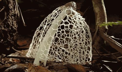 真香！用蘑菇做皮包，爱马仕你赢了