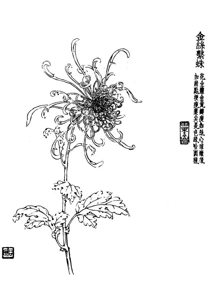 菊花白描基础花瓣的画法,白描菊花用笔