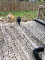 入戏太深！猪把自己当成狗，和狗一起玩耍