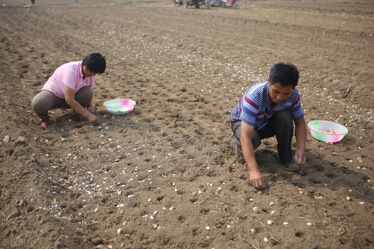 大蒜种完浇水以后几天盖草,大蒜播种后需要多久能发芽