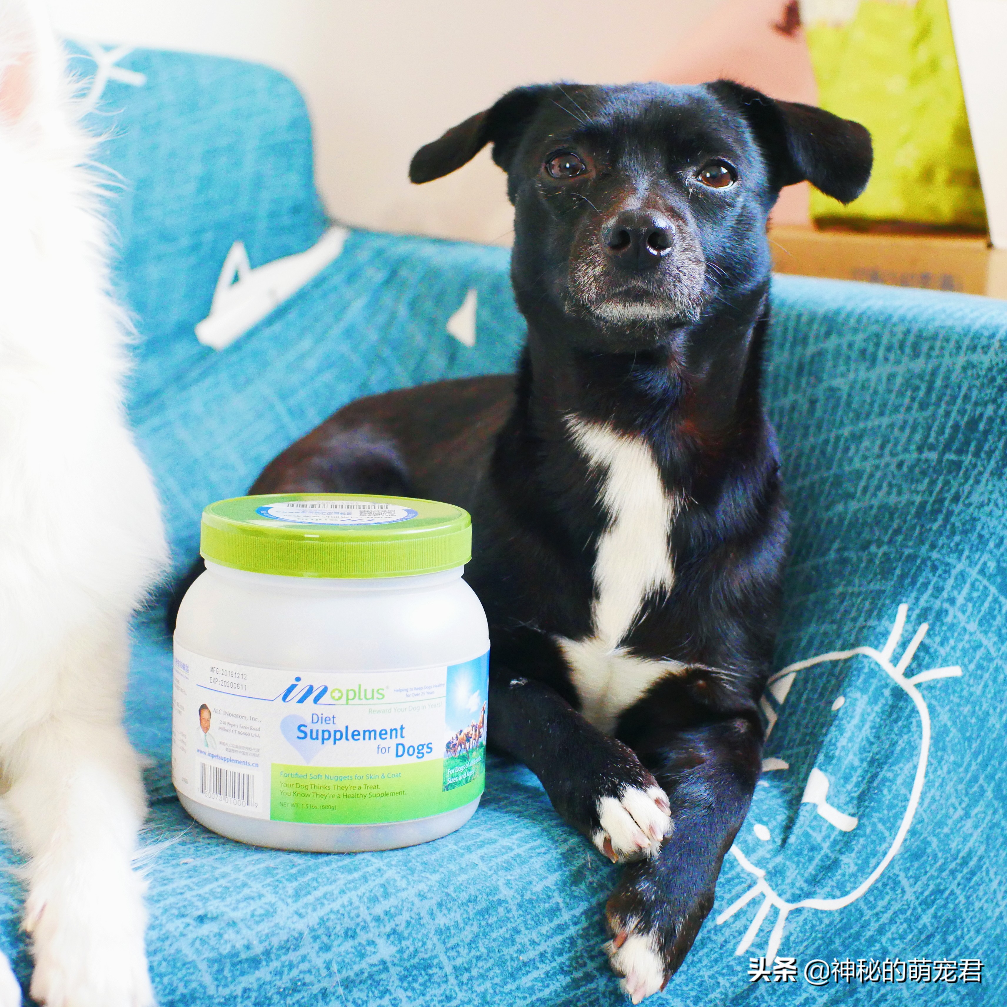 狗狗麦德氏卵磷脂,狗狗麦德氏卵磷脂一天吃多少粒