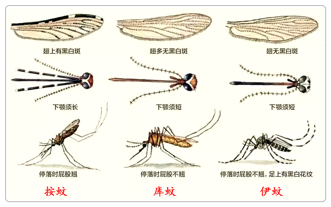 安娜：艾玛，我可能舔过蚊子的尿