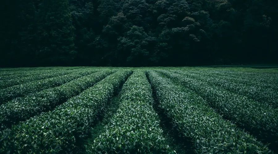 老成都盖碗茶茶艺表演的解说词,老成都盖碗茶茶艺