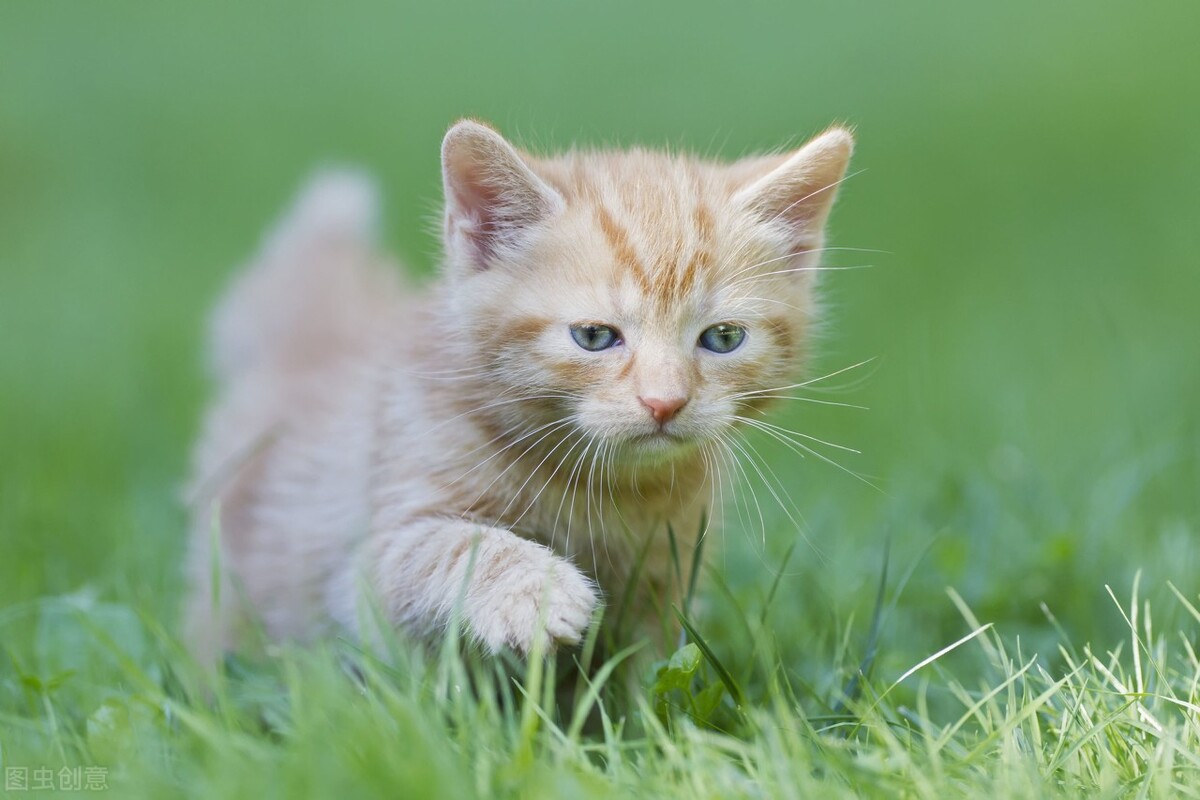 猫咪发情了能剃毛吗,猫咪发情为什么要剃毛