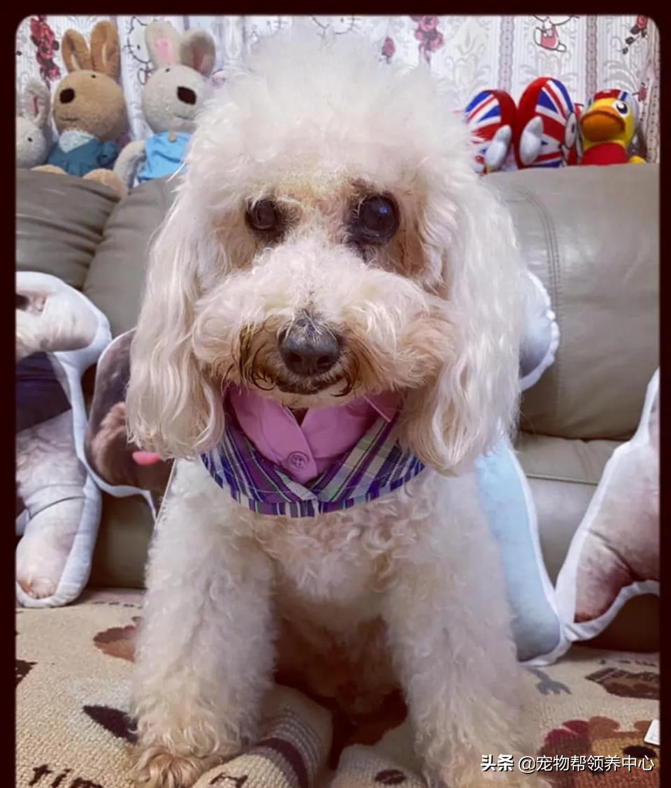 狗狗牙被撞掉吃什么药,狗狗牙被撞松怎么办