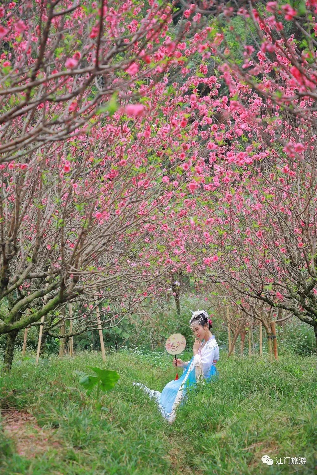 繁花似锦樱花美景,繁花似锦的花海